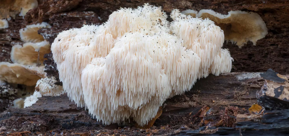 Lion's Mane Mushrooms