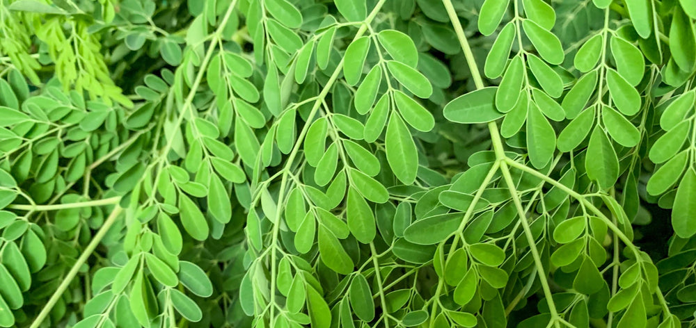 Moringa Leaves Benefits